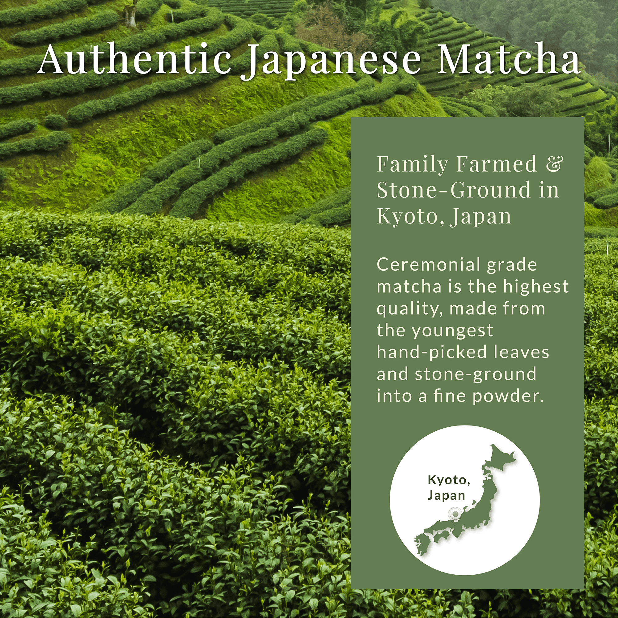 Infographic on authentic Japanese ceremonial matcha, family farmed and stone ground in Japan from young hand picked leaves