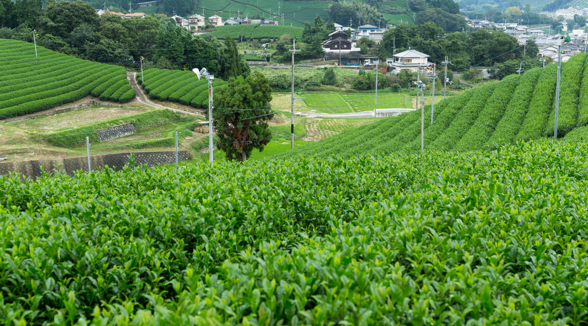 Matcha Tea Origin How Matcha is made: A Guide to Traditional Japanese Matcha Production