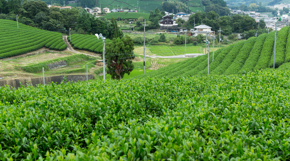How Matcha is made: A Guide to Traditional Japanese Matcha Production