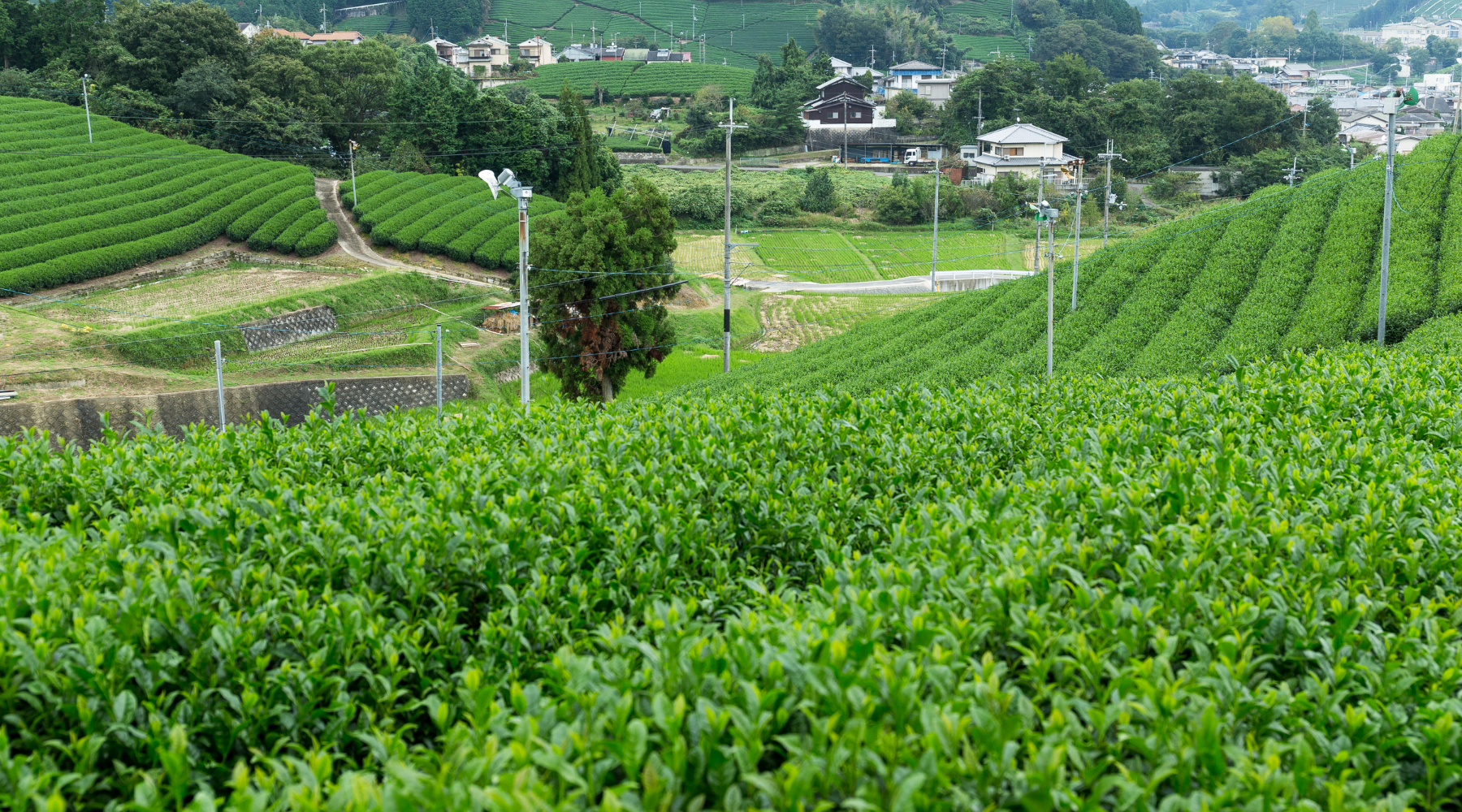 How Matcha is made: An In-Depth Guide to Traditional Japanese Matcha Production