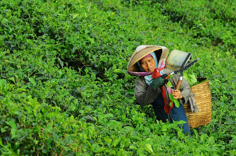 Explaining the Differences Between Ceremonial Grade Matcha and Everyday ...