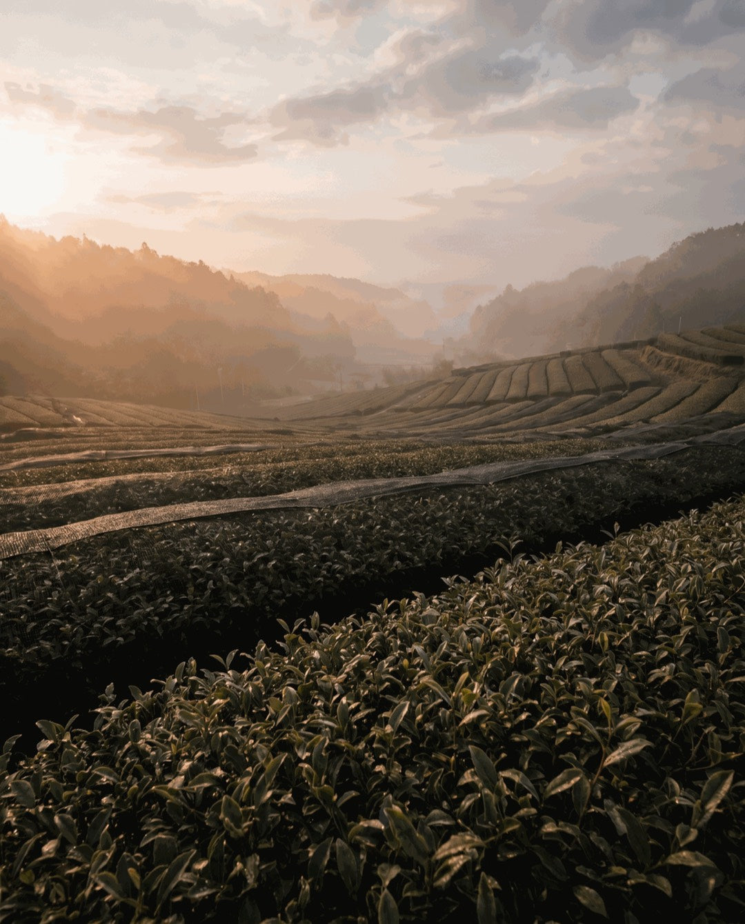 From a family farm in Shizuoka to your morning.
